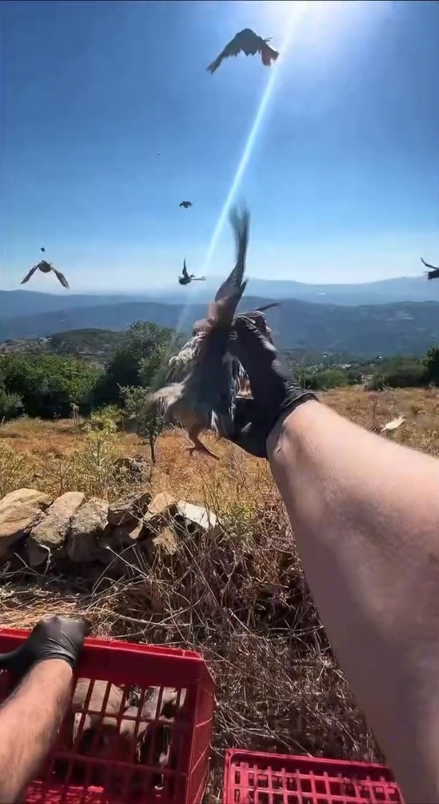 Aydın Doğa Koruma ekipleri kınalı keklikleri doğaya bıraktı, av yasağı uyarısı yaptı