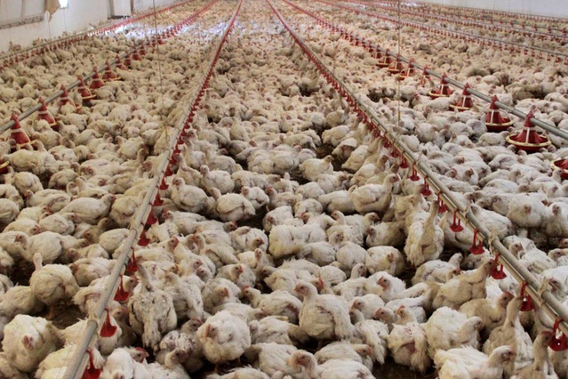 ABD'de kuş gribi alarmı: 1 milyon tavuk itlaf edildi
