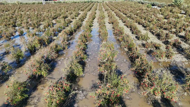 Hatay Arsuz'da ceviz büyüklüğündeki dolu, 100 dönümlük nar bahçesinde hasadı bitirdi