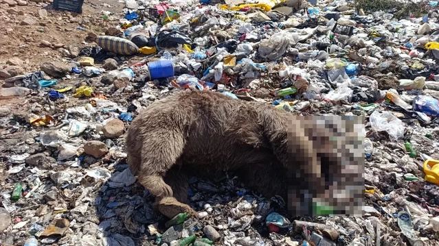 Bingöl Valiliği, Kiğı'da öldürülen 3 bozayı için soruşturma yürütüyor