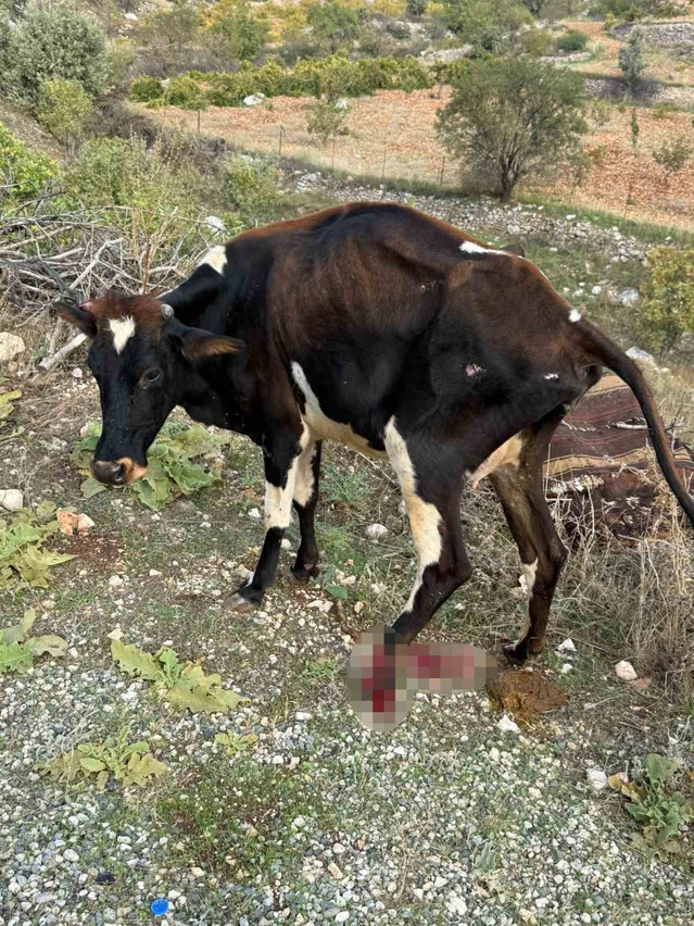 Batman Gercüş'te pikabın çarptığı büyükbaş hayvan yaralandı, araç hasar gördü