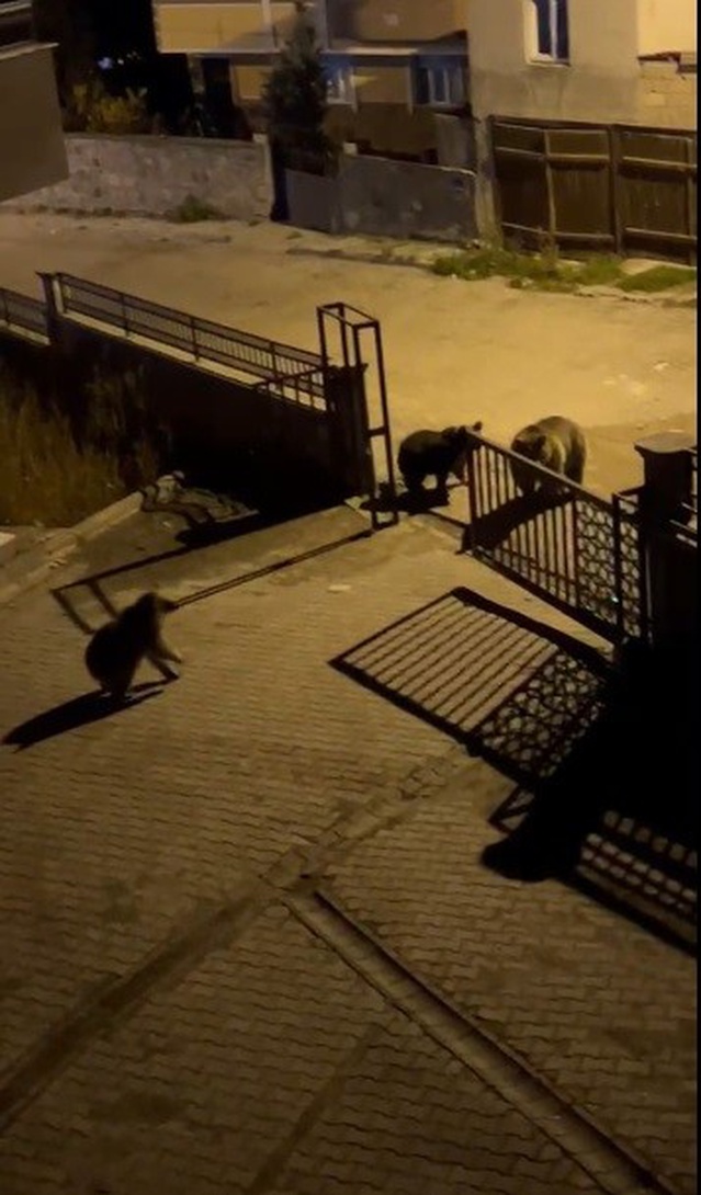 Kars Sarıkamış'ta boz ayılar gece sokaklara inip çöp konteynerlerinde yiyecek aradı