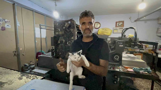Batman'da matbaa işletmesi, sokak kedilerine sıcak yuva olurken iki kedi doğum yaptı