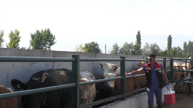 Amasya'da veteriner ekipler köylerde şap hastalığına karşı hayvanları aşılıyor