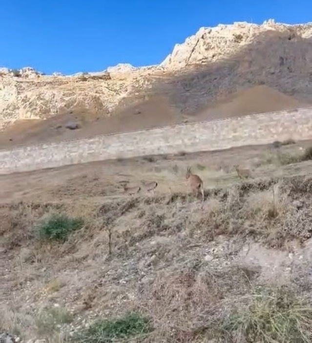 Elazığ Palu'da nesli tükenme tehdidi altındaki dağ keçileri sürü halinde görüntülendi