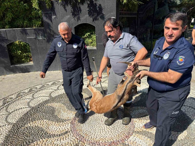 Nesli tükenme tehlikesi altındaki yaralı dağ keçisi Kemer'de tedaviye alındı