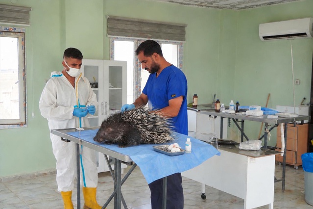 Mardin Derik'te yaralı oklu kirpi belediye barınağında tedaviye alındı