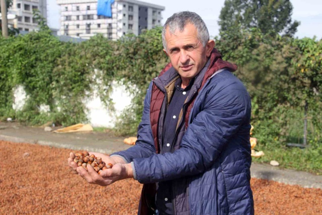 Ordu'da fındık üreticileri yağış yüzünden sahil kesiminde çadırda nöbet tutuyor