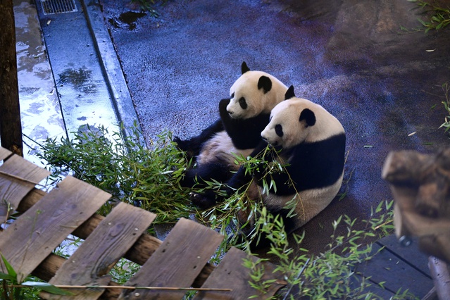 Çin'e gönderilecek yavru panda Lang Yue için veda töreni düzenlendi