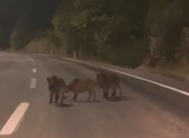 Kahramanmaraş Andırın'da yola inen yaban domuzu sürüsü sürücü tarafından görüntülendi