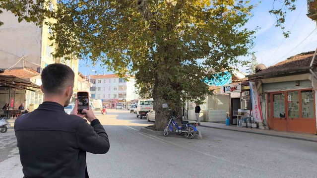 Tokat Pazar'da 1884'te dikilen çınar, yolun ortasında anıt ağaç olarak tescillendi