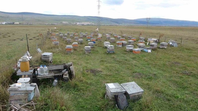Ardahan'da arıcılar 2026'da kovan başına 5 kilo bal alarak kış bakımına başladı