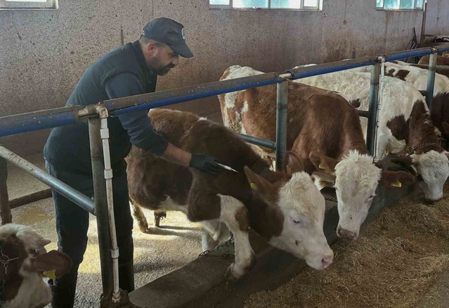 Bayburt Aydıntepe'de şap aşılaması 13 köyün ardından Kale Mahallesi'ne ulaştı
