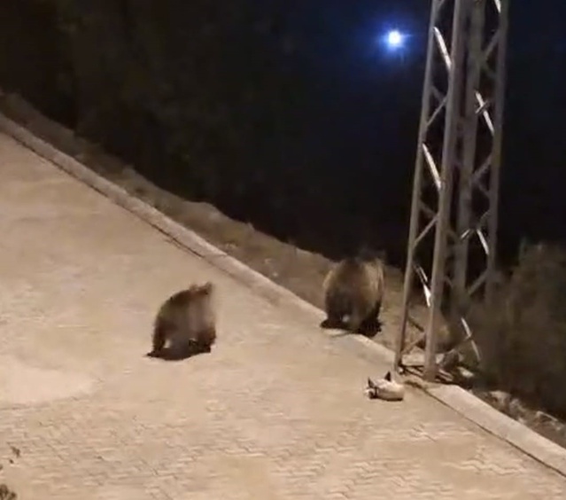 Yozgat Akdağmadeni'de çöp konteynerlerinde yiyecek arayan ayılar görüntülendi