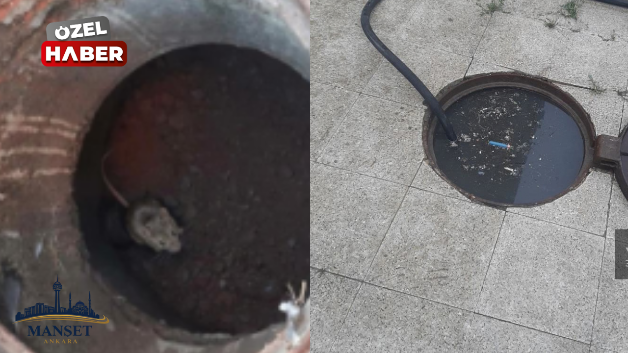 Sincan’da altyapı sorunu fare kabusuna dönüştü!