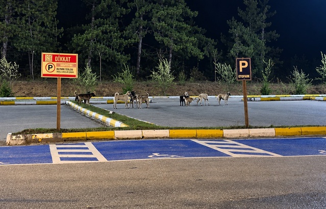 Bilecik Pelitözü Gölpark'ta köpek sürüleri sabah ve gece vatandaşları tedirgin ediyor