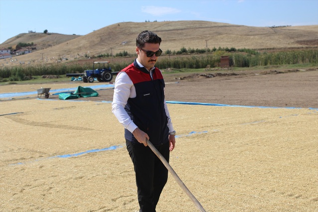 Kızılırmak'ta hasat başladı, Kaymakam Akçay katıldı, 700-900 kilo verim bekleniyor