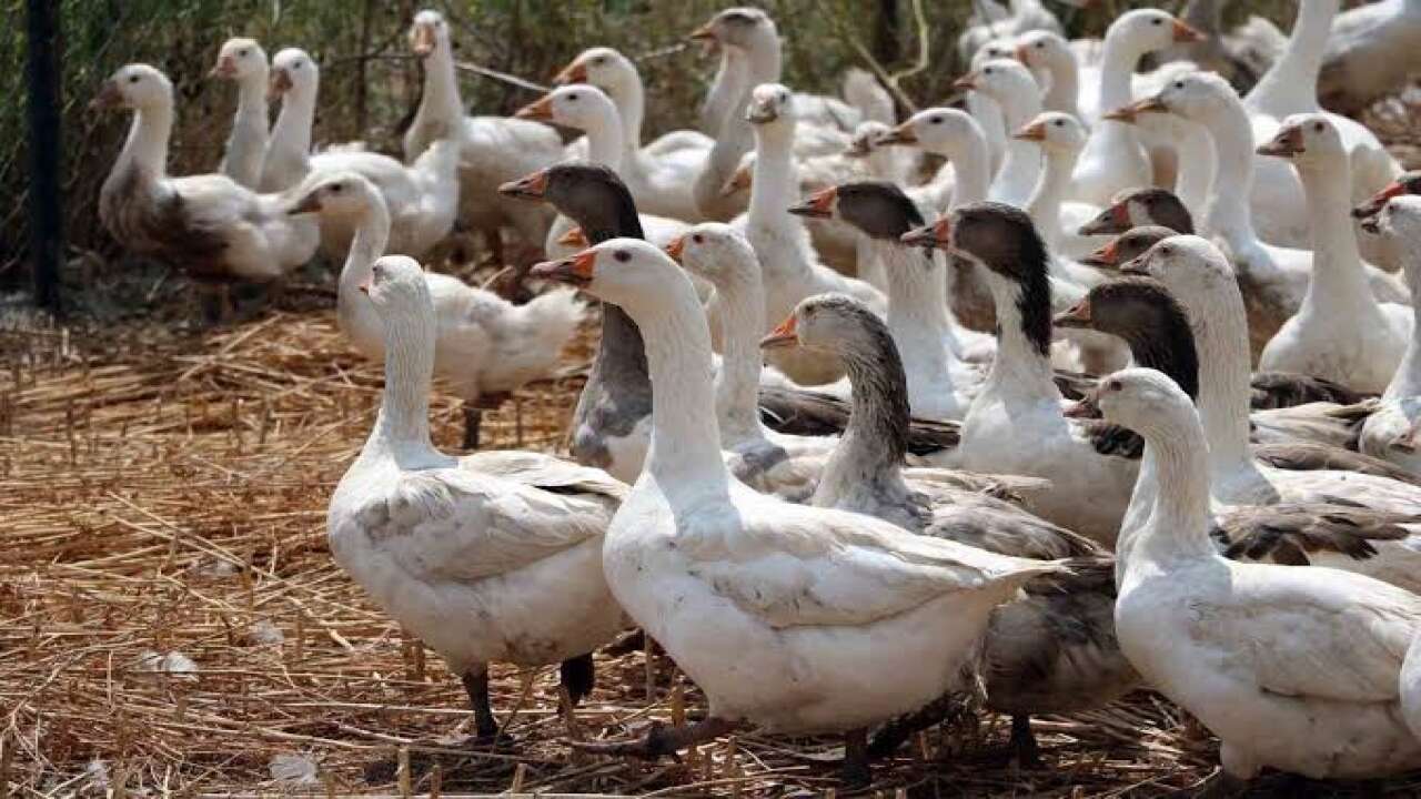 Türkiye kaz yetiştiriciliğinde dünyada 7'nci sırada