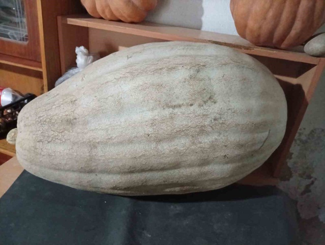 Manisa Sarıgöl'de 1 metre boyunda 60 kilo ağırlığındaki dev kabak reçel olacak