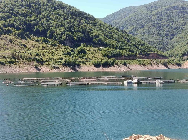 Ordu Mesudiye'de alabalık tesisleri denetlendi, üretim Türk somonuna katkı sağlıyor