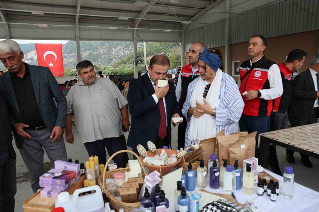 Muğla Ula'da defne hasadında üreticilere yüzde 75 hibeli 36 bin 601 fidan dağıtılacak