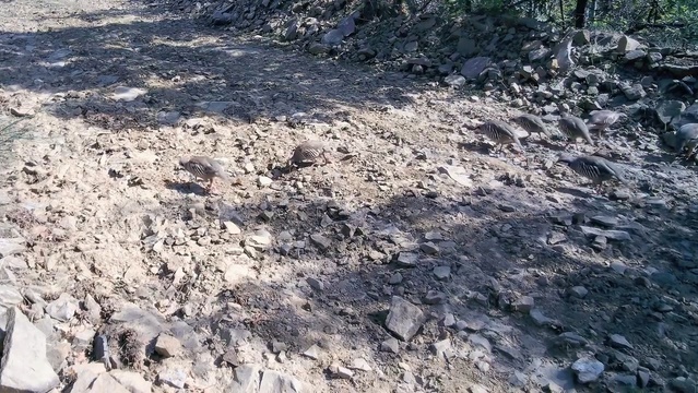 Tekirdağ'ın Ganos Dağları'nda keklik sürüsü doğal ortamında fotokapanla görüntülendi