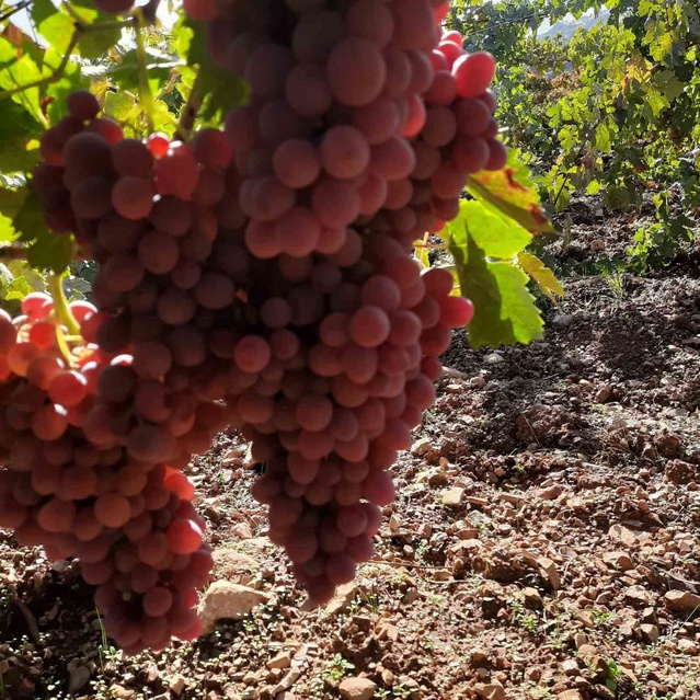 Çermik'te erken yağmurla çatlayan yaklaşık 20 ton üzüm pekmez ve pestile işleniyor