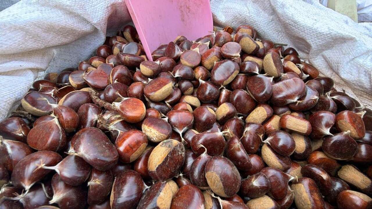 Kışın vazgeçilmez lezzeti kestane tezgahlarda yerini aldı