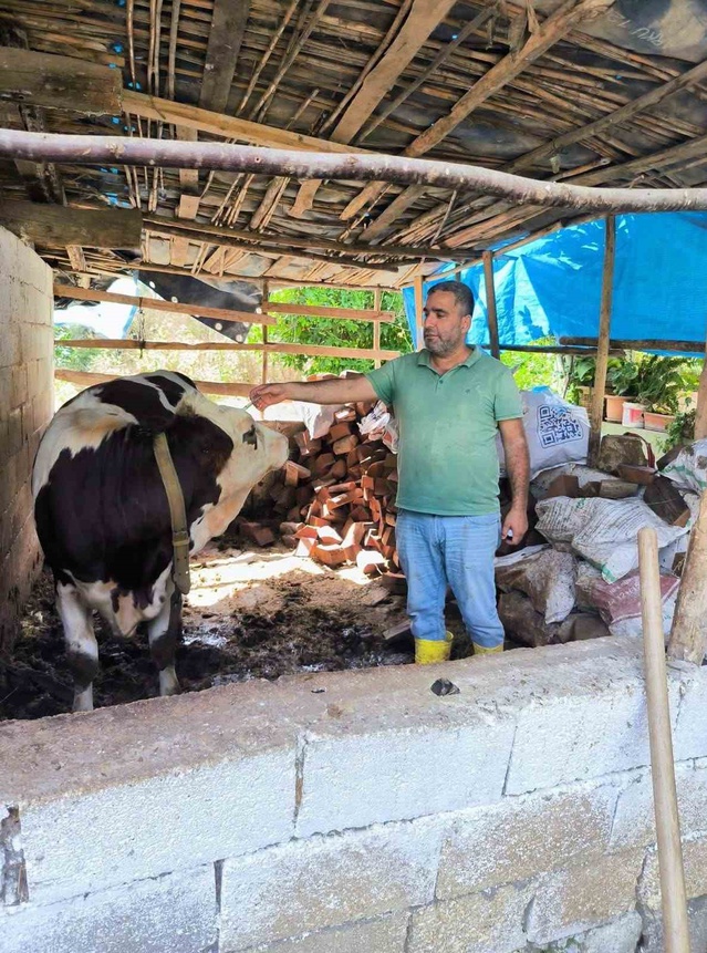 Hatay'da veteriner hekimler SAT-1 varyantına karşı büyükbaş hayvanları aşılıyor