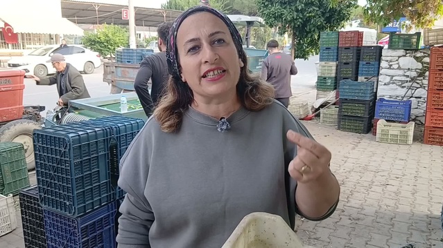 Aydın Karacasu'da zeytin 70 liradan 20-25'e düşünce çoğu üretici hasadı bıraktı