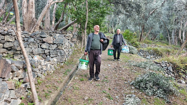 Artvin'de Butko zeytini hasadı başladı, üreticiler 700 ton sofralık zeytin bekliyor