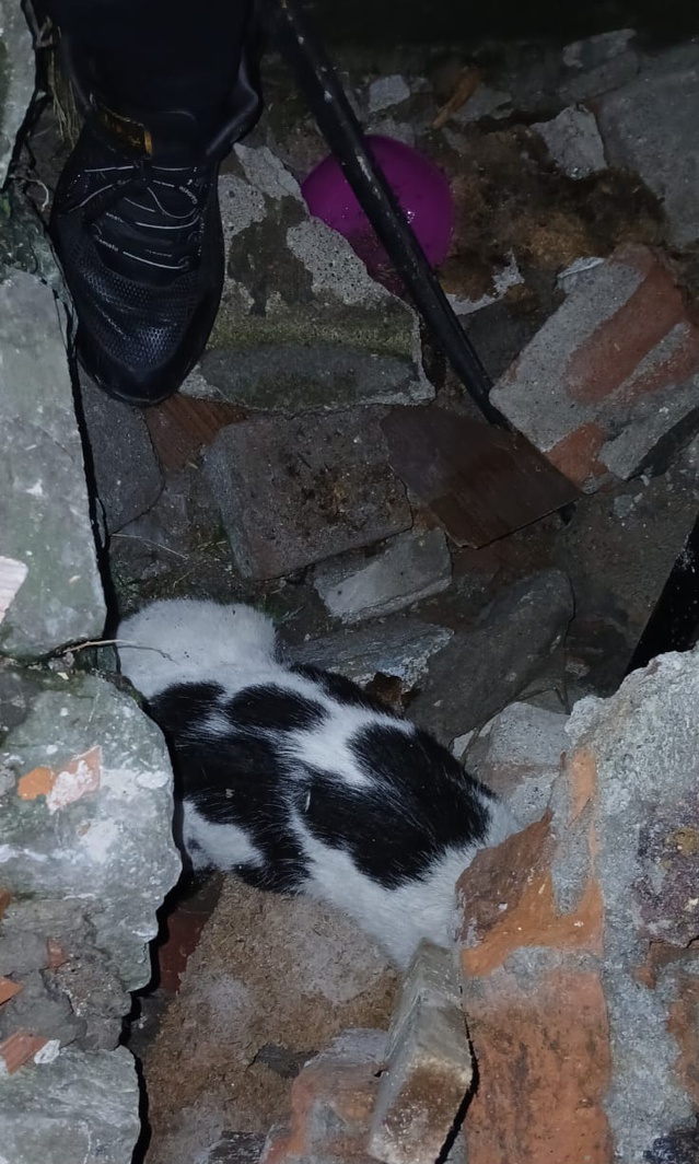 Çöken binanın molozları arasından 6 gün sonra kedi sesi geldi! İtfaiye yaralı kurtardı
