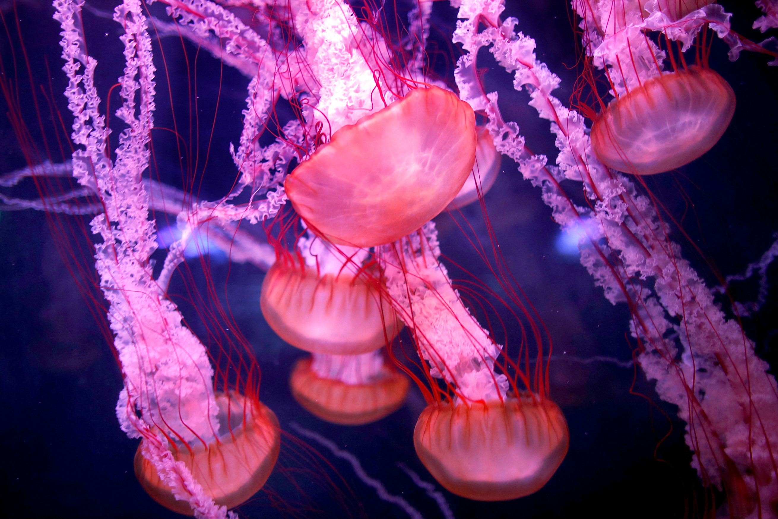 Yaşlanmayı tersine çeviren denizanası umut oldu