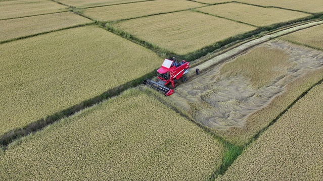 Düzce'de Konuralp pirincinin hasadı başladı, 2 bin 250 dekar alanda verim bekleniyor