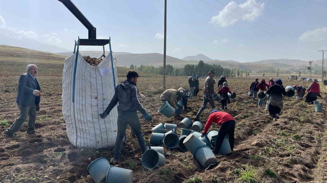 Ağrı Patnos'ta üreticiler 450 dönümlük arazide 1.500 ton patates bekliyor
