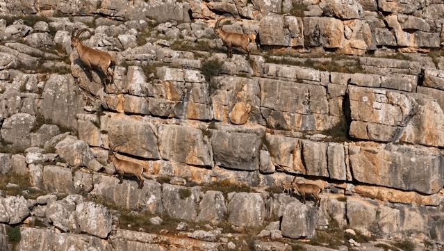 Erzincan Kemah'ta yaban keçileri sürü halinde havadan görüntülendi