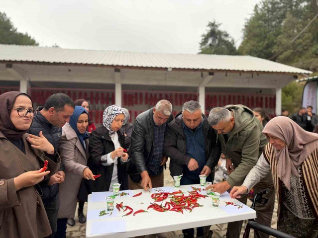 Biber dizme yarışını 35 biberle kazanan Bilecik İl Jandarma Komutanı Ali Vanlı oldu