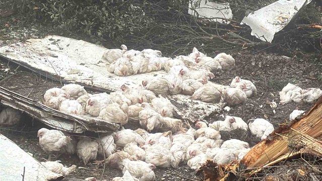 Bolu-Seben yolunda devrilen canlı tavuk yüklü kamyonda 4 kişi yaralandı