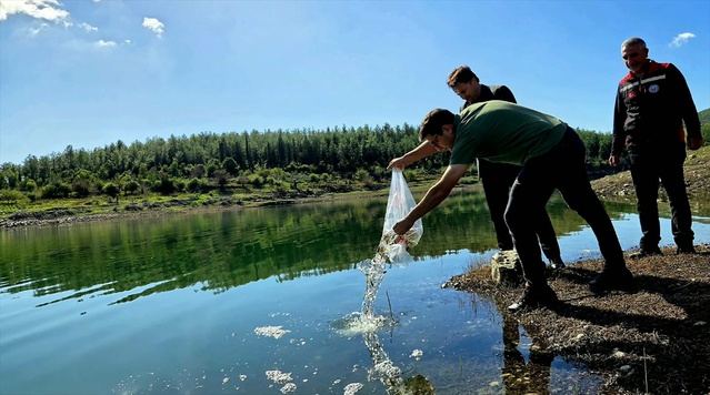 Osmaniye Sumbas'ta Mehmetli Baraj Gölü 50 bin sazan yavrusuyla buluştu