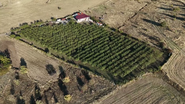 Hasan Sidal, memleketi Yozgat'ta 350 bin avro harcayarak 1200 badem fidanı yetiştirdi