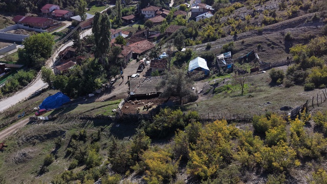 Kastamonu'da kurt saldırısında 18 koyun telef oldu, 11'i yaralı, 500 bin lira zarar