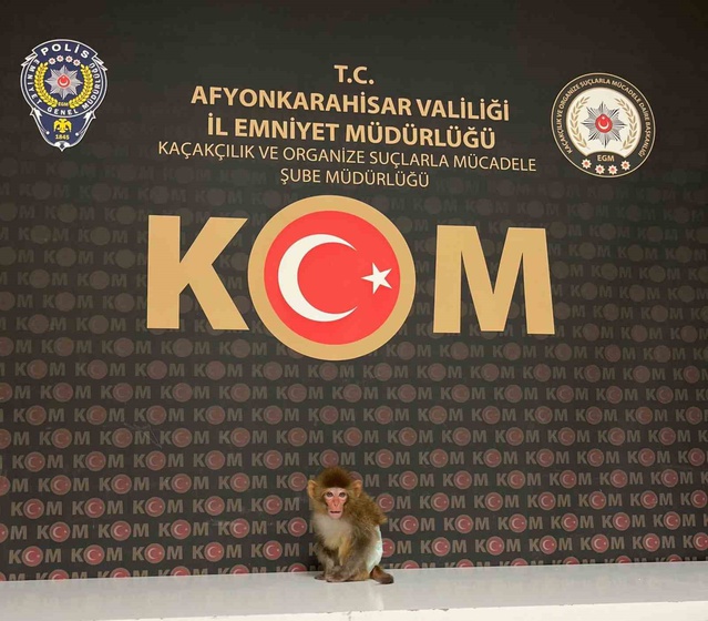 Afyonkarahisar'da baskında nesli tükenmekte olan Rhesus Makak ele geçirildi