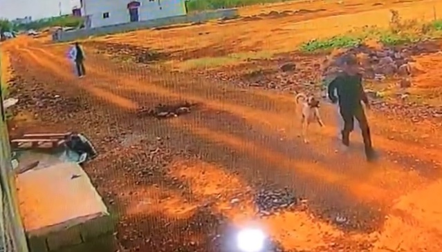 Siverek'te Kangal cinsi köpek, güvenlik kamerasında iki kişi tarafından çalındı