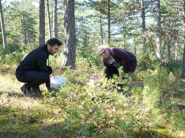 Kastamonu'da kanlıca mantarı bolluğu yaşanıyor, fiyatı 400 liradan 50 liraya geriledi