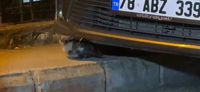 Karabük Bahçelievler'de otomobilin motoruna sıkışan yavru kediyi itfaiye kurtardı