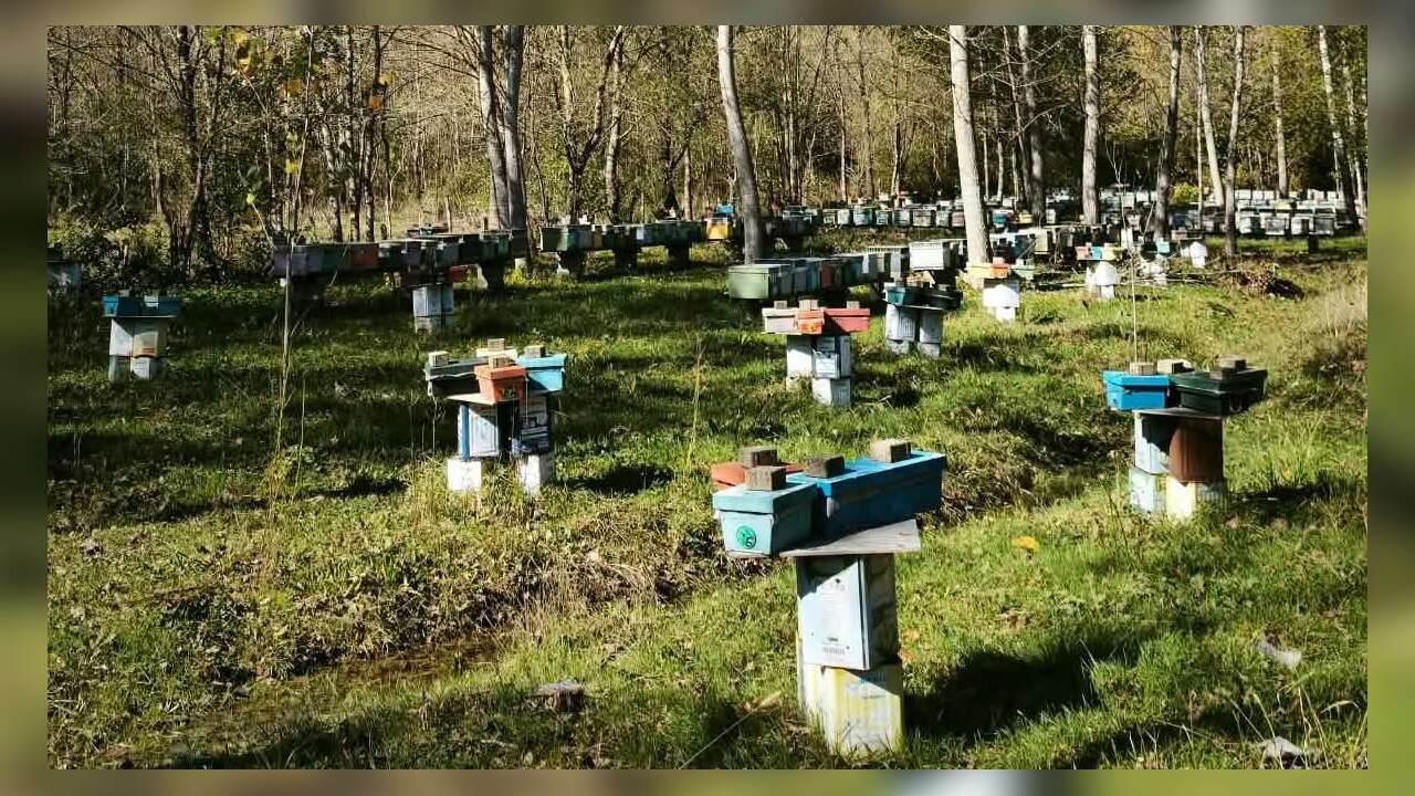 Arılı Kovan Destekleme başvurularında son 5 gün