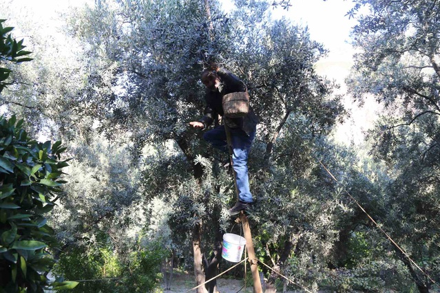 Artvin Yusufeli'de Butko hasadına Vali Ergün katıldı, 700 ton zeytin bekleniyor