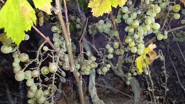 Yozgat Çekerek'teki Kuruçay'da sam hastalığı nedeniyle ürünün yüzde 60'ı dalda kaldı