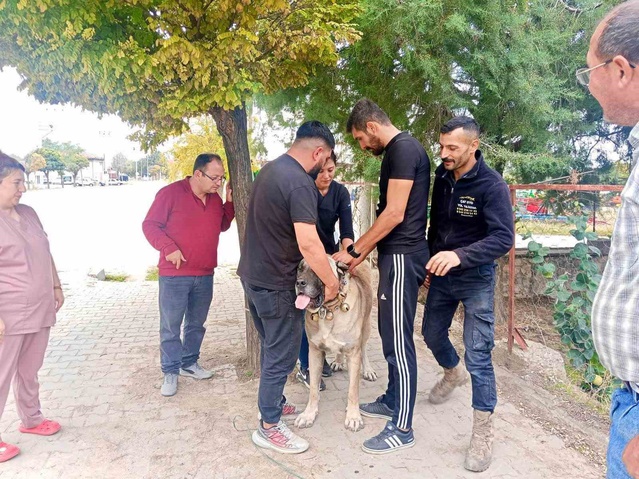 Afyonkarahisar Başmakçı'da Tarım ve Orman Müdürlüğü evcil hayvanlara mikroçip uyguluyor