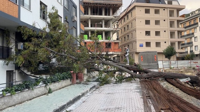 Kökleri açıkta kalan ağaç rüzgara dayanamadı: Avcılar'da kadın kıl payı kurtuldu